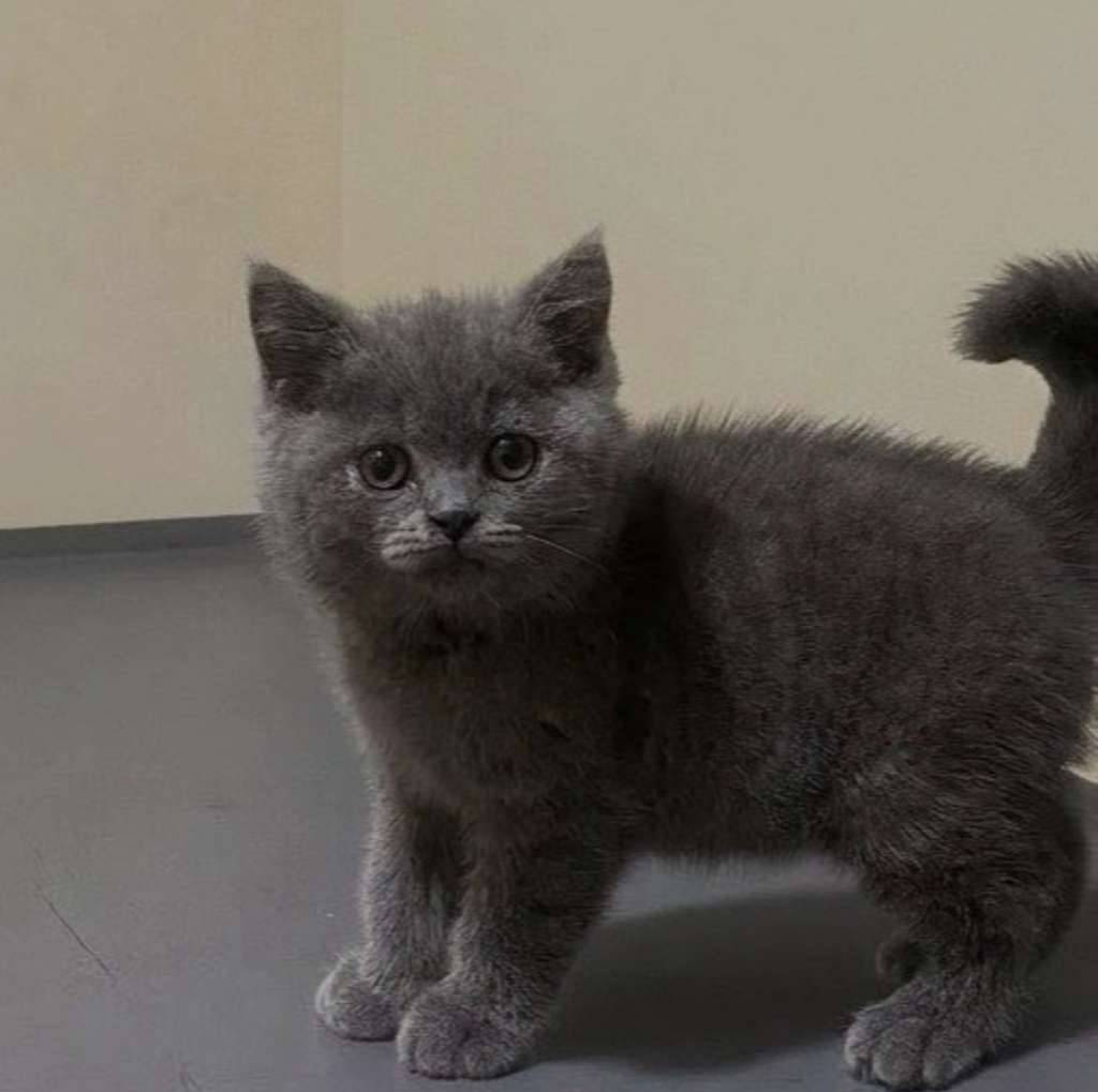 kucing-kitten-british-shorthair-bluesolid-male-pure-I5E0PNLOIB