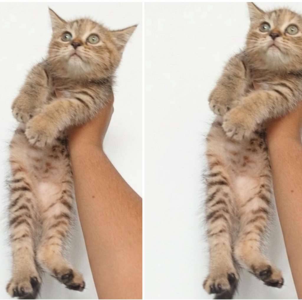 kucing-kitten-british-shorthair-golden-tabby-female-SP7HMAS9CH