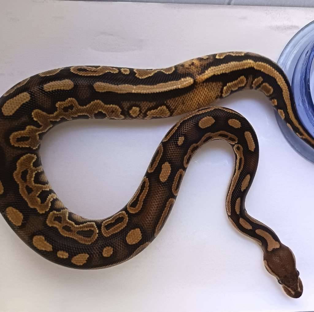 cinnamon-clown-paradox-het-hypo-13AX18JQKS