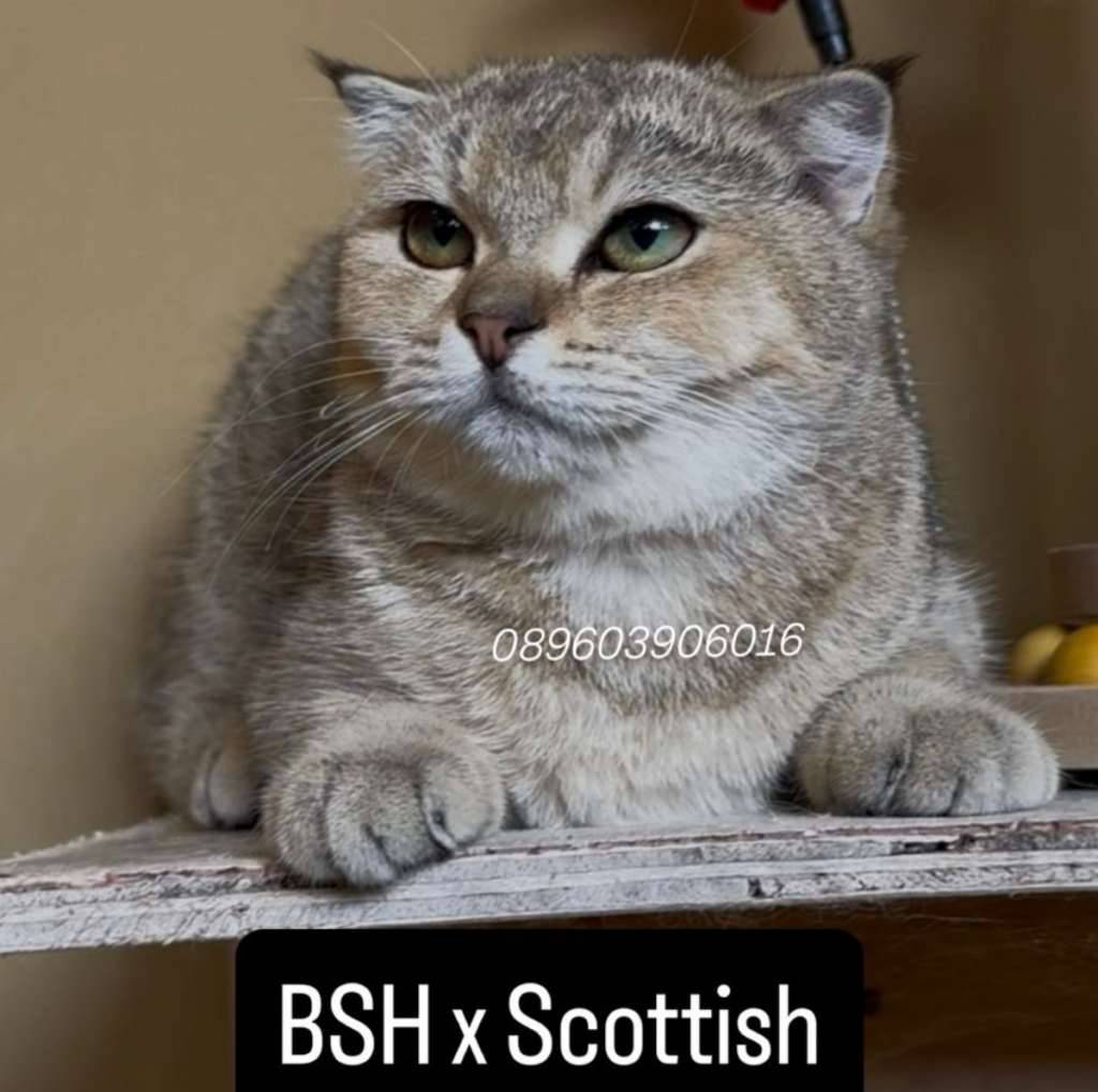bsh-x-scottish-ny25-2NRMPSSG3H