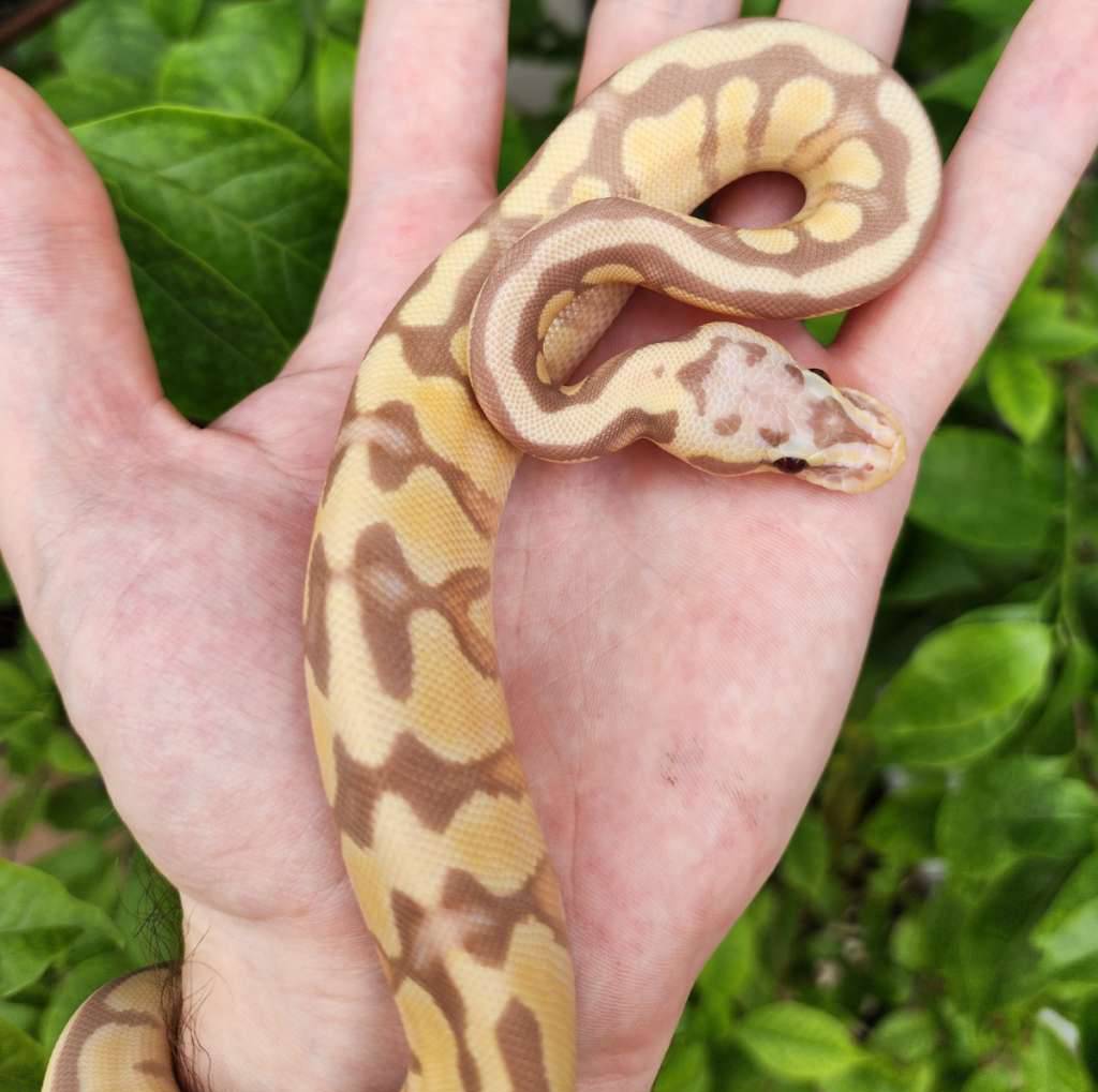 banana-enchi-firefly--het-grail-LF4TR5MQM0