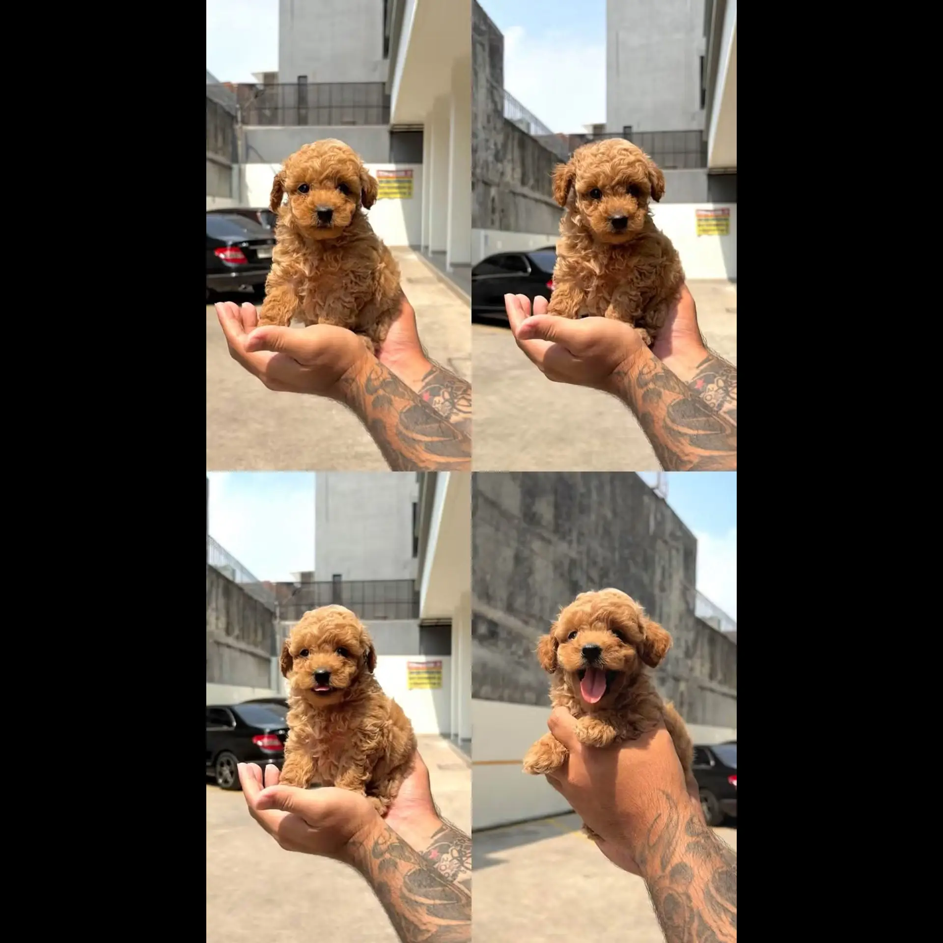 anakan-puppy-poodle-jantan-9BIZ5Y95BU