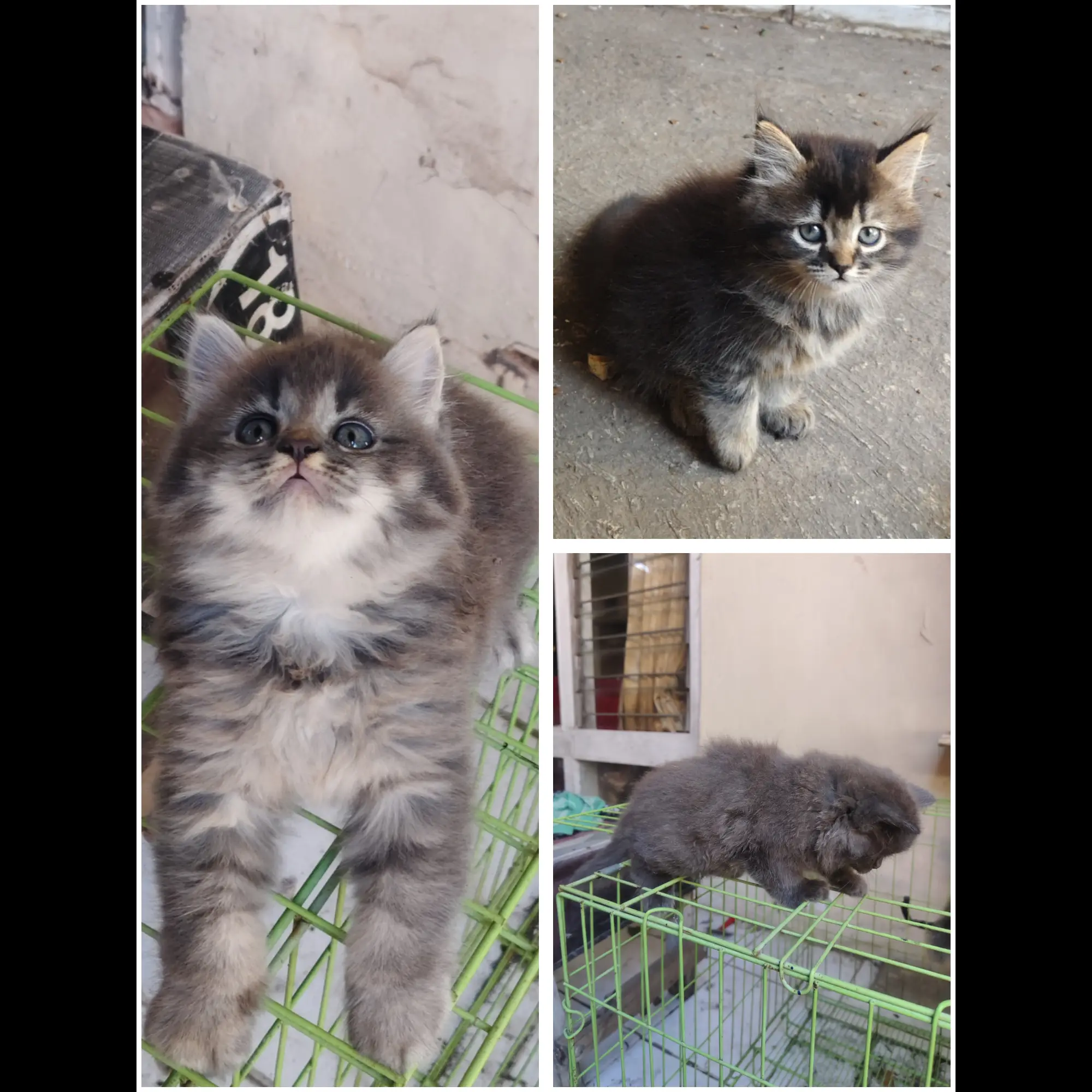 kitten-usia-2-bulan-J5FUQVXNIE