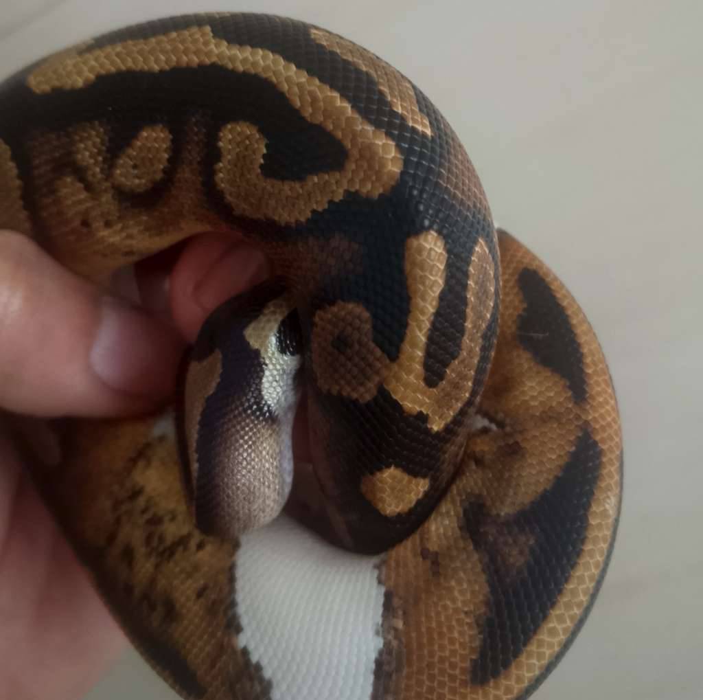 pied-ball-python-21LI50LITQ