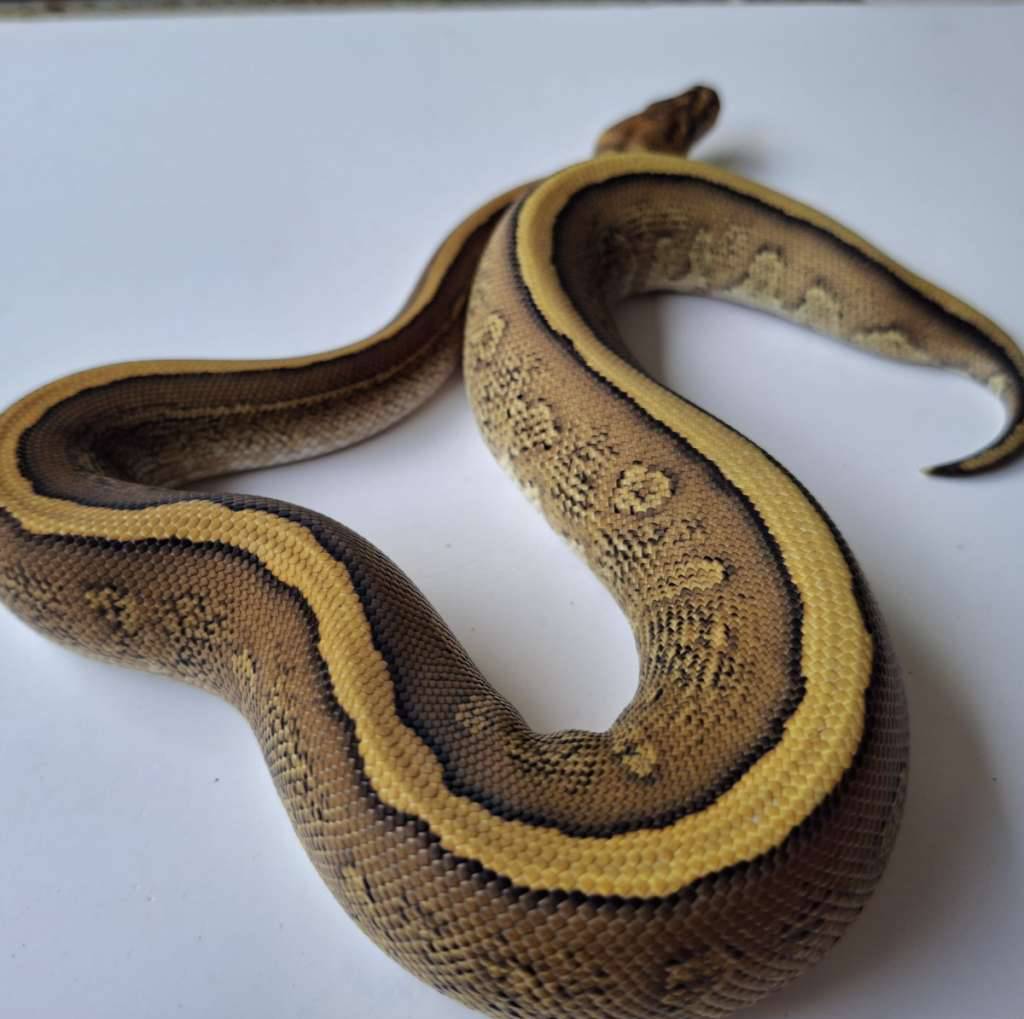 redstripe-cypress-yellowbellyspecter-het-hypo-ph-clown-E8GU0J2BRZ