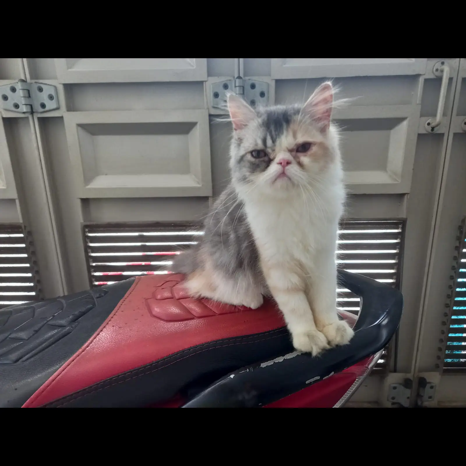 adopsi-peaknose-betina-7-bulan-WZWAKZEE32