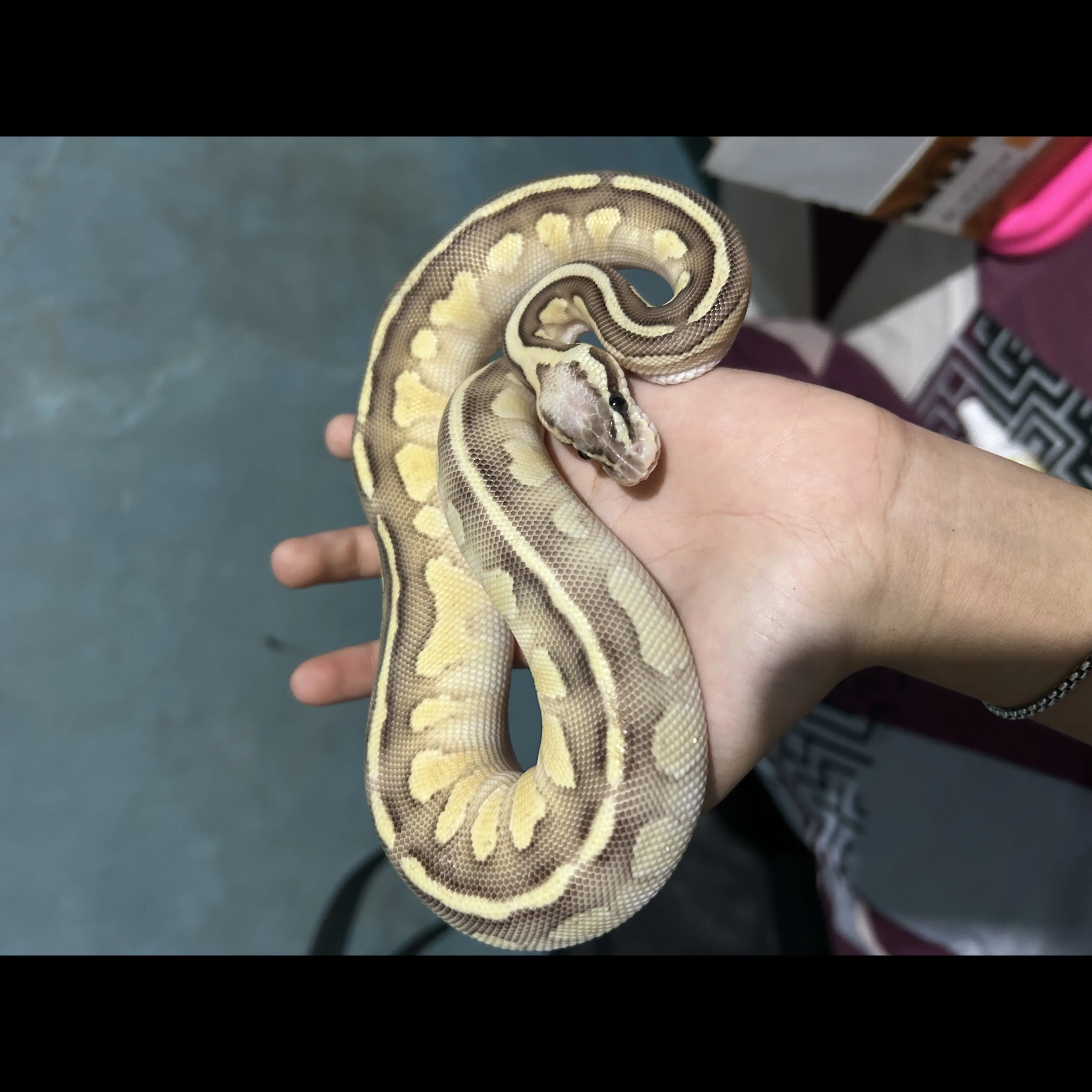 ball-python-lesser-pastel-het-clown-female-MHH5ZL6TT2