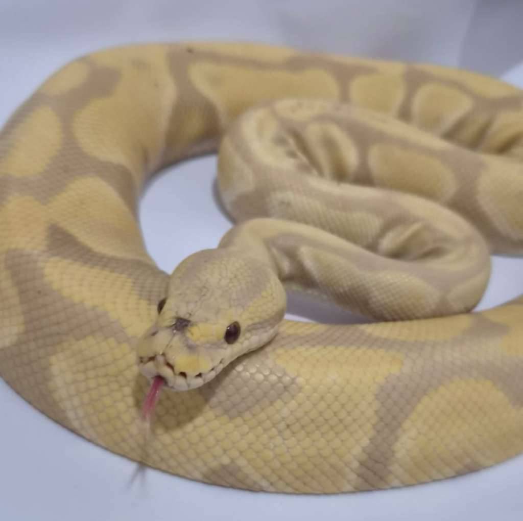 toffee-albino-proven-QNVBCL3NH9