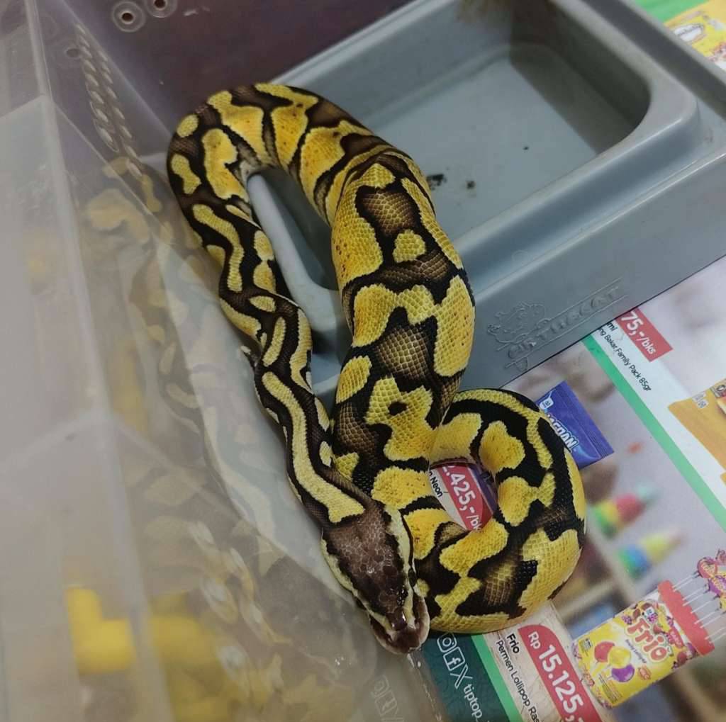 ball-python-pastel-yellow-belly-KHWTQMNTAC