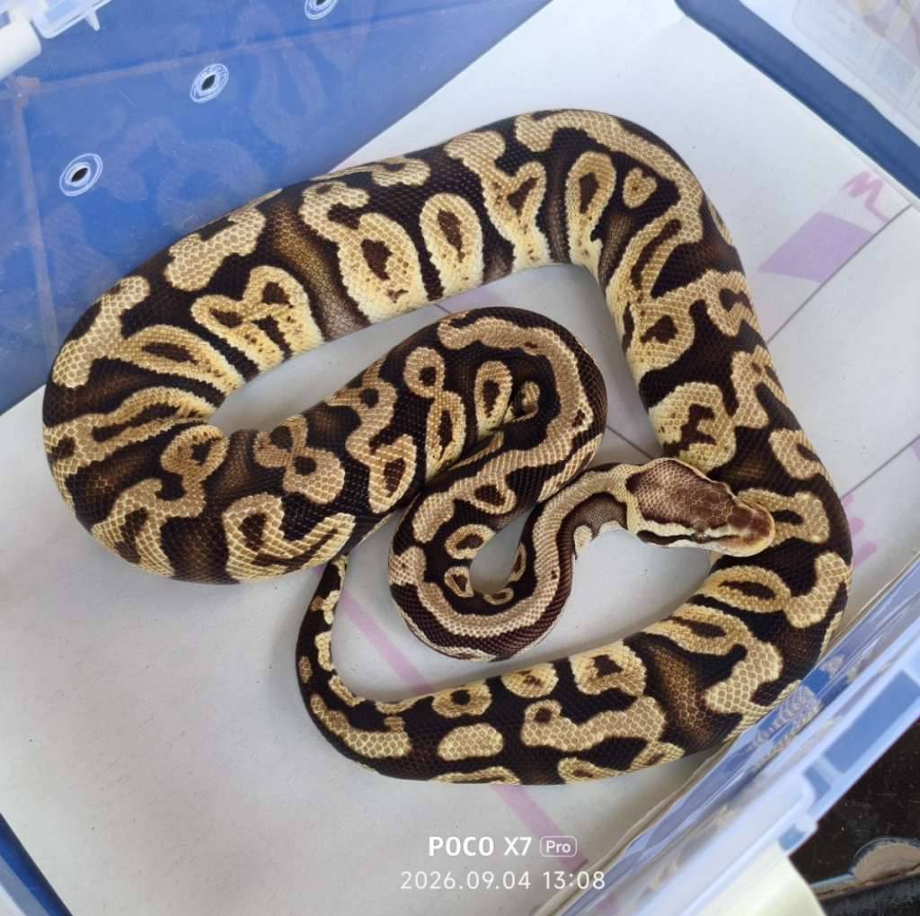 pastel-ghi-het-clown-53HC65O46W