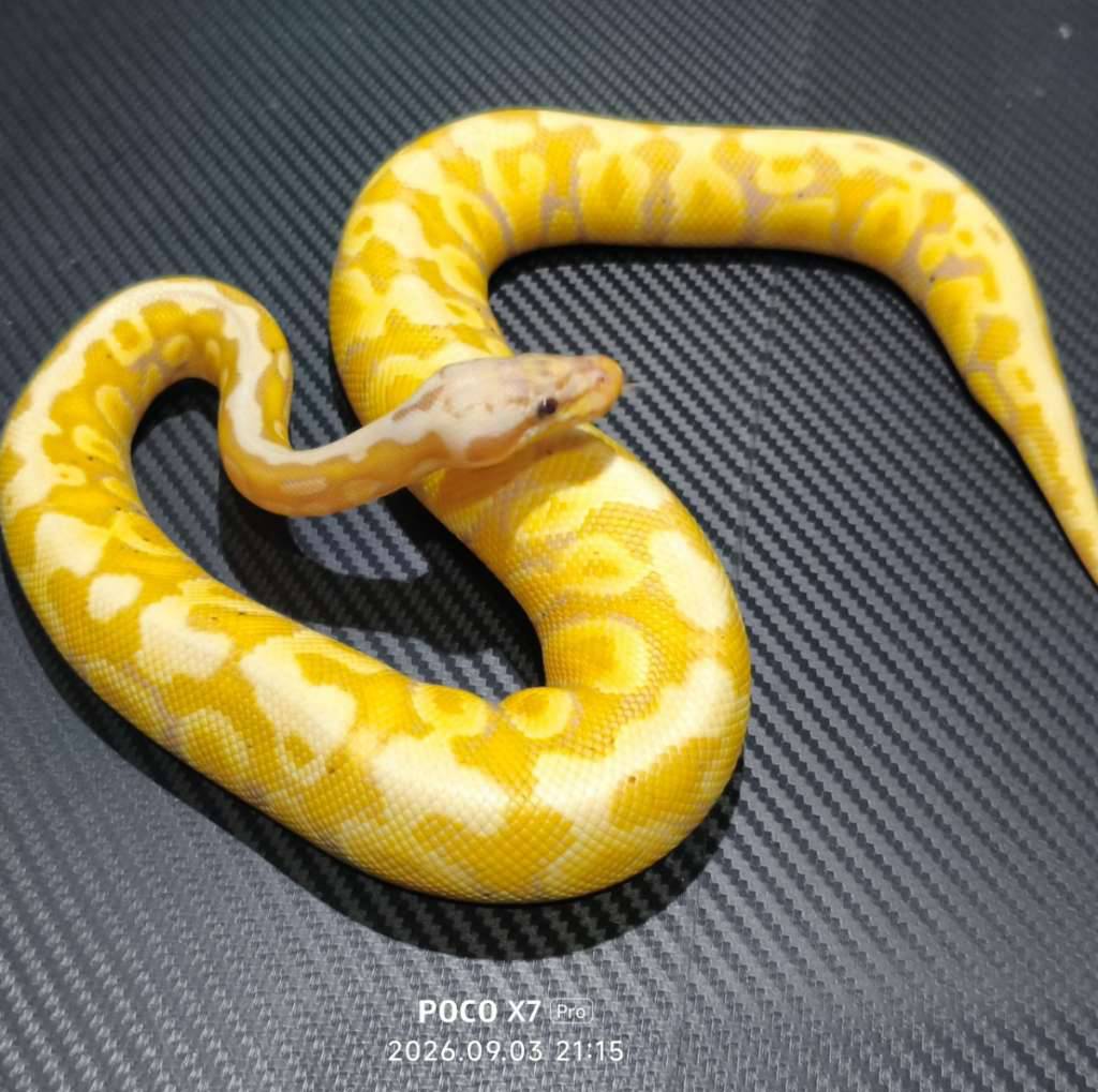 banana-pastel-spotnose-het-clown-4TF05WGWF1