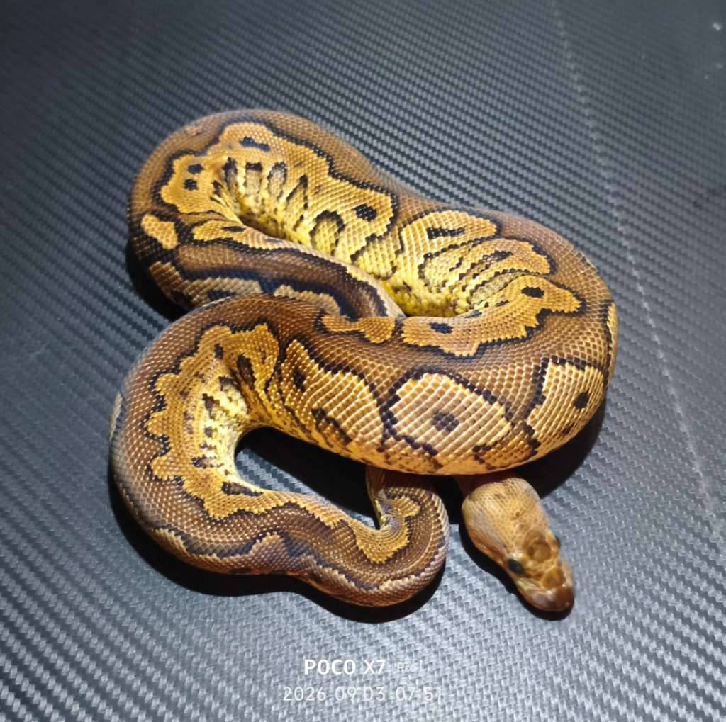 cinnamon-yellow-belly-clown-2SI1MVMV0W