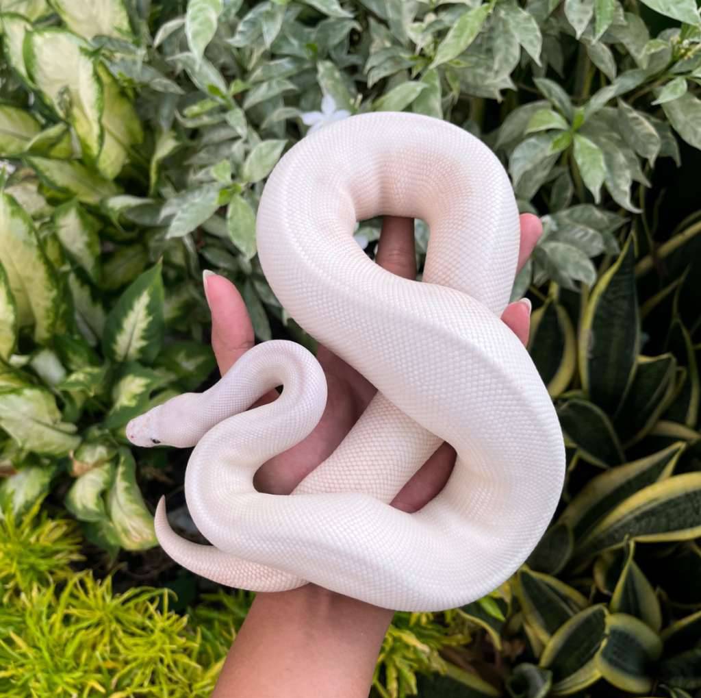 lucy-super-lesser-K6D83TVXV5