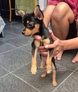 jual-anakan-mini-pinscher-2-bulan-CHPKICJ7YF