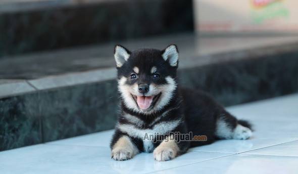 shiba-inu-puppy-for-sale-K7EBA8JBYV