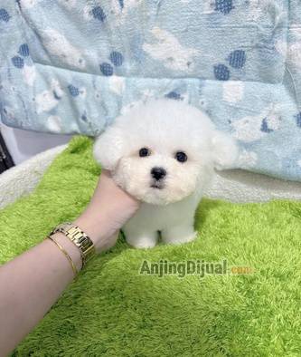 jual-korean-super-mini-bichon-frise-2NCCDWENXP