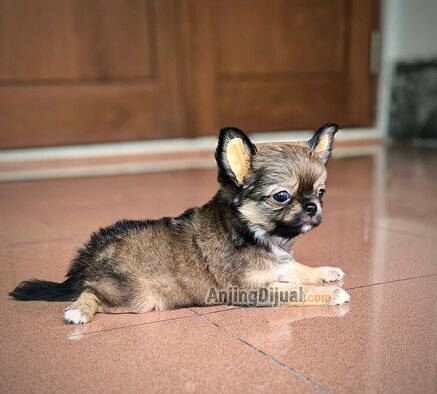 jual-chihuahua-betina-longcoat-96QRF1V0X9