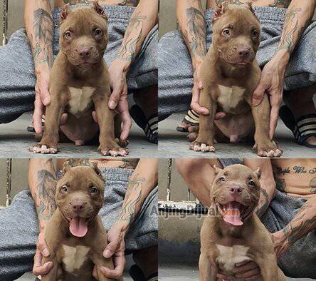 jual-puppy-pitbull-jantan-cocoa-first-pick-kualitas-istimewa-K4852JWBL7