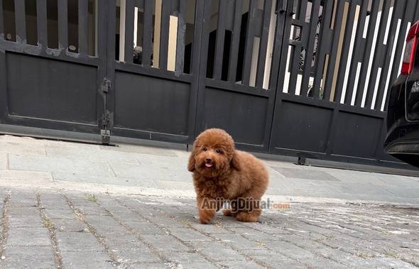 jual-tiny-poodle-35-bulan-betina-DM49F1HB76