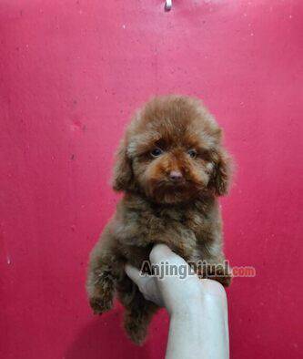 for-sale-cute-poodle-5H2UW690PT