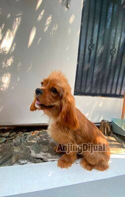 jual-cavalier-king-charles-spaniel-jantan--bloodline-import-Q39LFO5WTQ