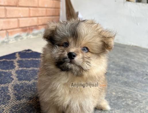 jual-puppy-pompoo-betina-cute-murmer-W7P7765AZL
