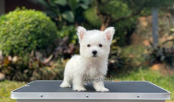 for-sale-puppy-male-west-highland-terrier-UFB92W1M7V