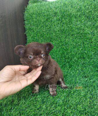 jual-super-mini-chihuahua-long-coat-female-VEHZSO23CF
