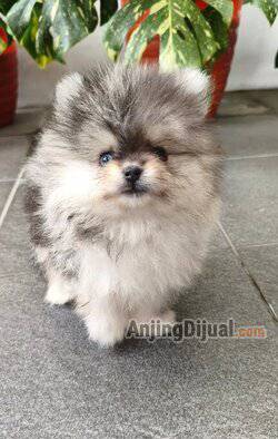 jual-awesome-pomeranian-puppy-7X7F7QUGID
