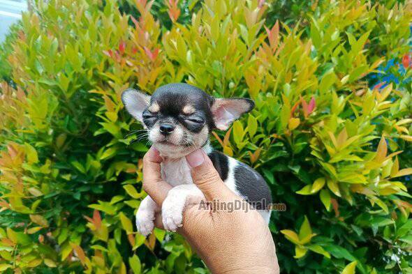 jual-3-chihuahua-jantan-cakep-dan-murmer-A38MBXY2ED