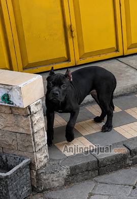 jual-pitbull-jantan-allblack-joss-990TJ22B9R