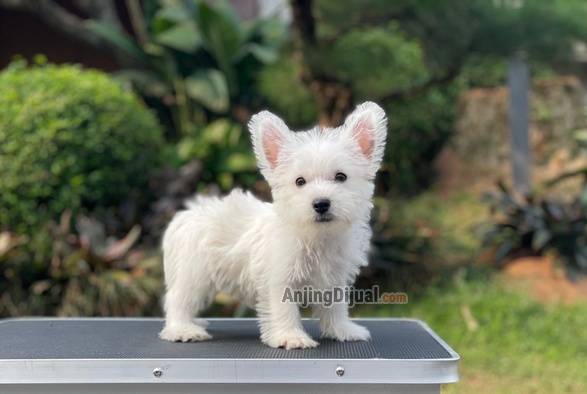 for-sale-puppy-male-west-highland-terrier-37DDC5S5F9