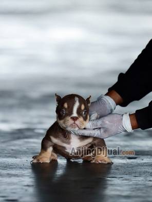 jual-bully-betina-chocolate-tri-color-superstar-100-persen-K8EHBEZJPG
