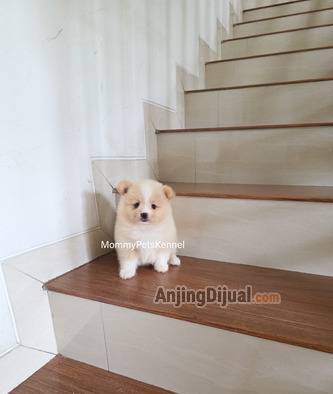 jual-supermini-pomeranian-OFP6O18IZJ