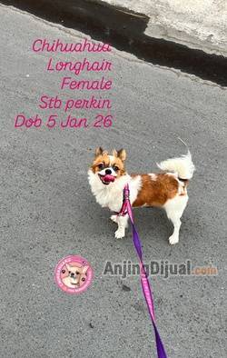jual-chihuahua-bagus-tidak-harus-mahal-longhair-ZCN2QALQNW
