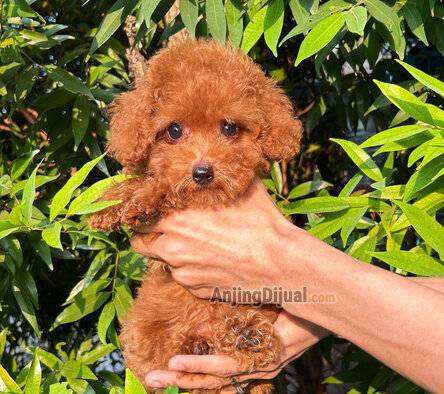 jual-poodle-red-fawn-betina-KIFH66FNFK