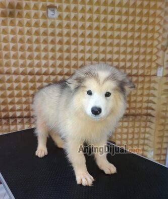 jual-anakan-alaskan-malamute-2HBCY3IQBL