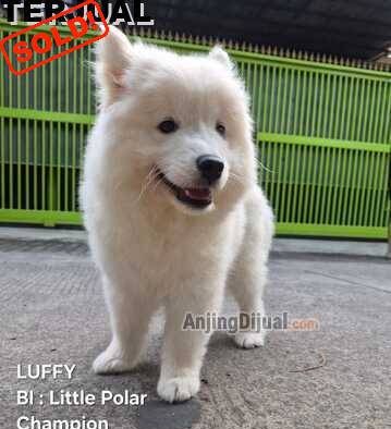 jual-anjing-samoyed-2-bulan-I87JRX58MF