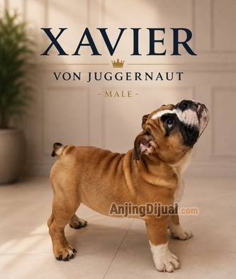 jual-english-bulldog-jantan-good-quality-budget-friendly-KJOY0FM87M