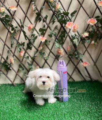 jual-anakan-mini-maltese-7Q0NEWF01Z