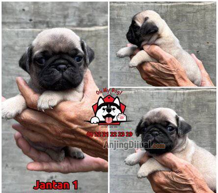 jual-5-ekor-pug-puppies-high-quality--ZPRBN0WHT7