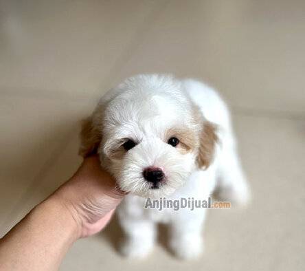 jual-maltipoo-party-teddy-bear-face-5OMZEXVXGW