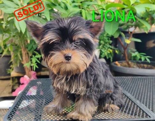 puppies-yorkshire-terrier-VD3X5TEOIL