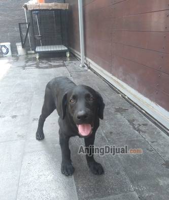 jual-labrador-istimewa-5YFQVBOIE7