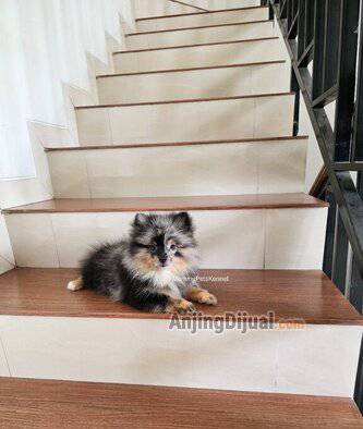 jual-supermini-pom-rare-termurah--6EZO32MH2Z