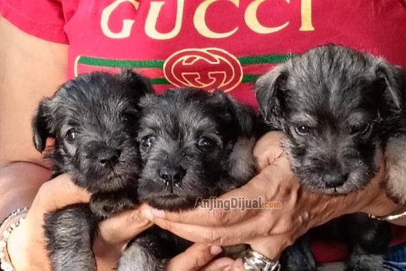 jual-miniature-schnauzer-JDPN7DNSRE
