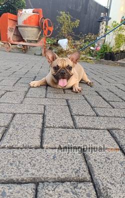 jual-french-bulldog-betina-kualitas-cucu-import-81H1S3SLTO