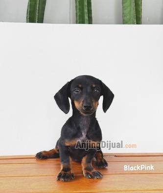 jual-murmer-mini-dachshund-B2L08ER41F