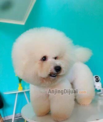 jual-bichon-fries-jantan-18XVC50D6M