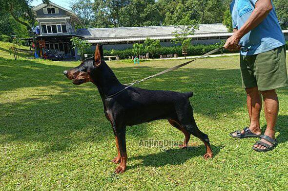 jual-doberman-remaja-betina-top-quality-8O903IZDJF